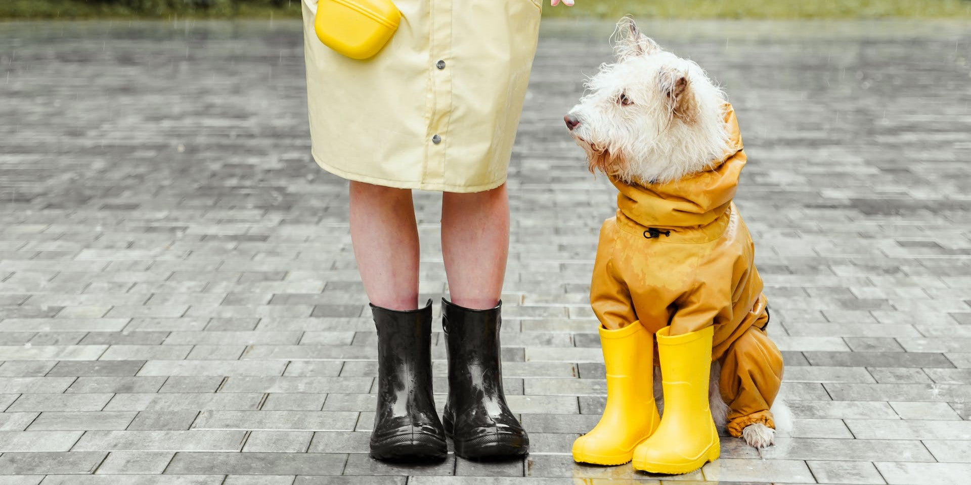 Top 5 Indoor Pet Activities For Rainy And Snowy Days top-5-indoor-pet-activities-for-rainy-and-snowy-days