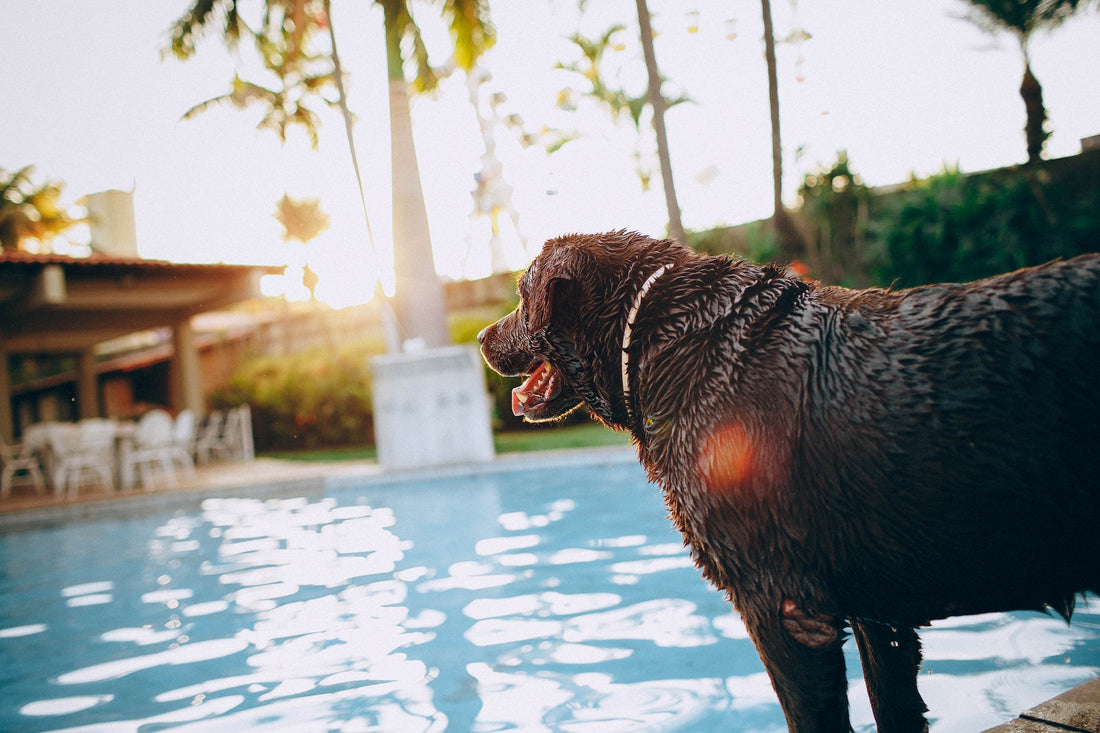 Unleashing the Cool: How to battle Canine Summer Heat Stress