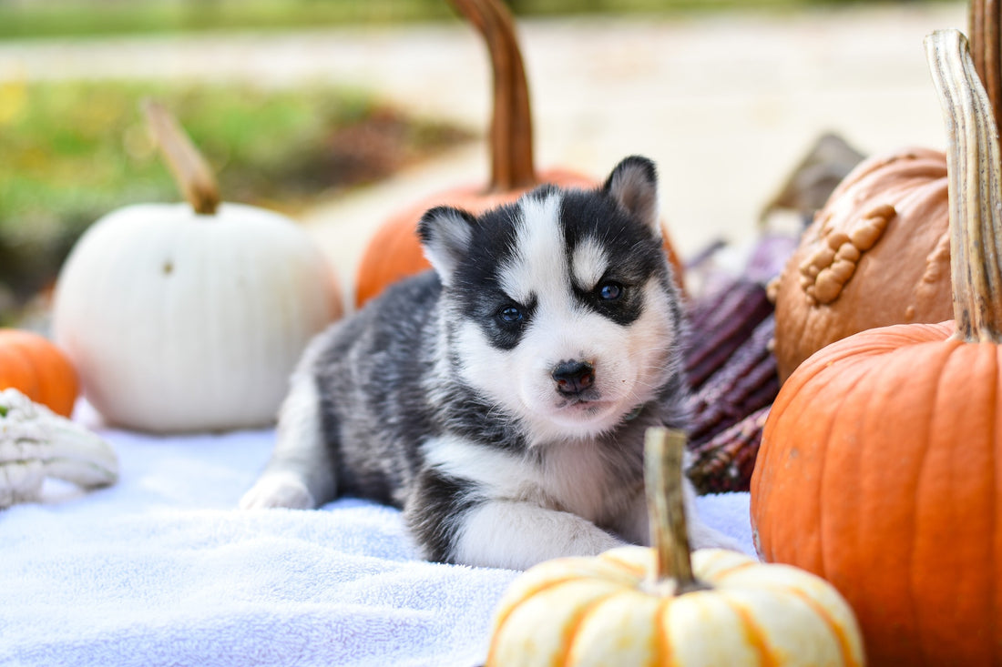 The Spooky Health Benefits of Pumpkin for Pets: A Halloween Treat for Your Furry Friends