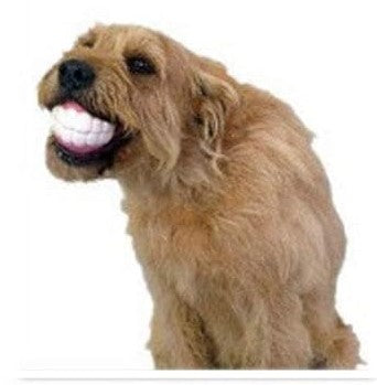 Squeaky sound dog toy - Captivating and entertaining for pets.