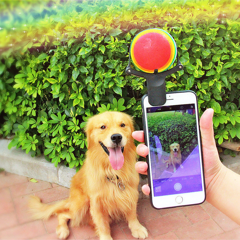 Close-up of dog Selfie smartphone tool for pet photos